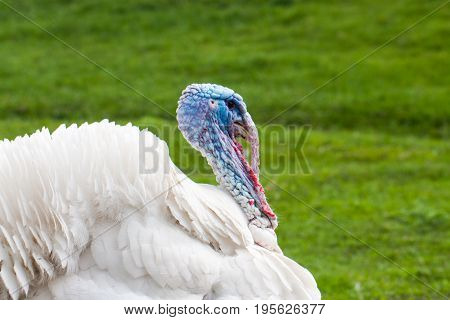 Portrait of a white turkey male or gobbler closeup on a green background.