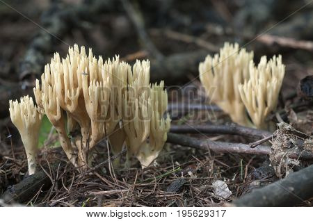 Ramaria stricta mushrooms on an old stump