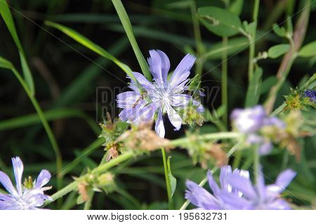 Chicory flower with grasshopper on meadow. Close-up view of insect on purple flowers in a natural environment.