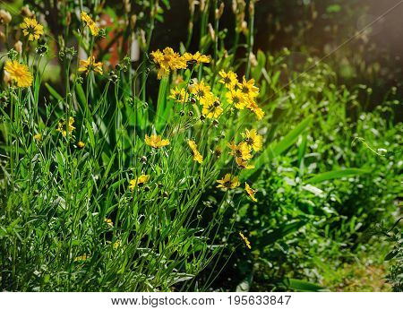 Coreopsis pubescens called star tickseed. Beautiful Bright Yellow Lanceleaf Coreopsis (tickseed or sand) Wildflowers Growing Wild in a Field.