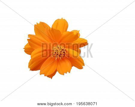 Beautiful orange Cosmos Sulphureus flower isolated white background