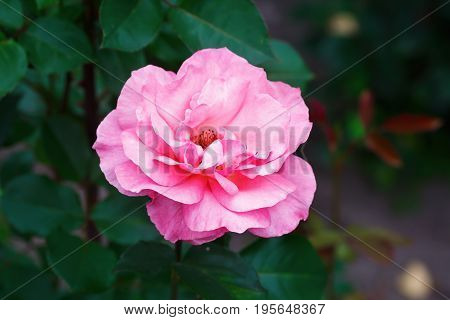 Bright pink rose flower on a blurred background of green foliage. Shallow depth of field. Selective focus.
