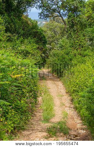 Dirty Forest trail in Cercal Alentejo Portugal