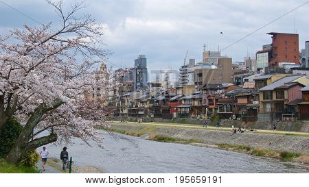 Kyoto, Japan - May 2017 : Activities along Kamo riverbank with cherry blossom trees in Kyoto, Japan on May 2017