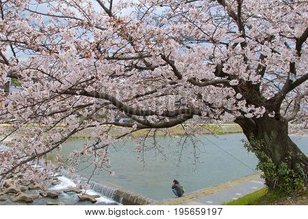 Kyoto, Japan - May 2017 : Man resting on Kamo riverbank with cherry blossom tree in Kyoto, Japan