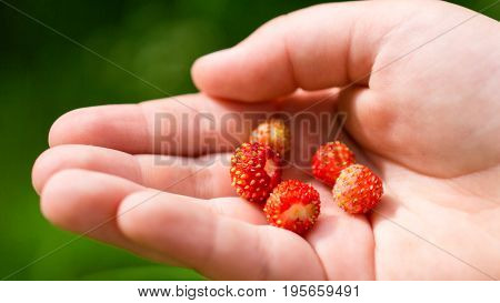 Child's hand with strawberry. On a green background.