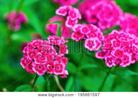 Blooming pink phlox paniculata flowers in the garden. Flowering herbaceous plants. Shallow depth of field. Selective focus.