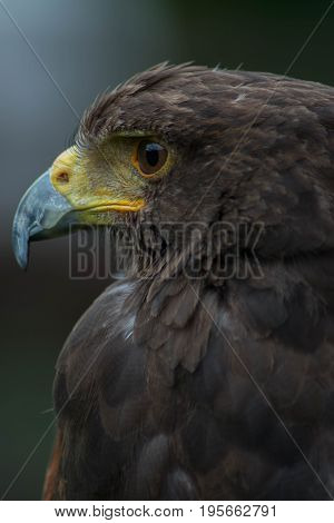 The Harris's hawk (Parabuteo unicinctus) formerly known as the bay-winged hawk or dusky hawk, is a medium-large bird of prey that breeds from the southwestern United States south to Chile, central Argentina, and Brazil. 