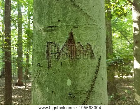 tree trunk with pam carved on it in the forest