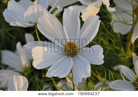 Close up of a white flower in the evening in summer.
