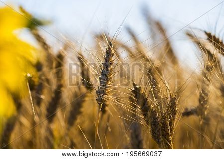 Golden Wheat Field And Sunny Day