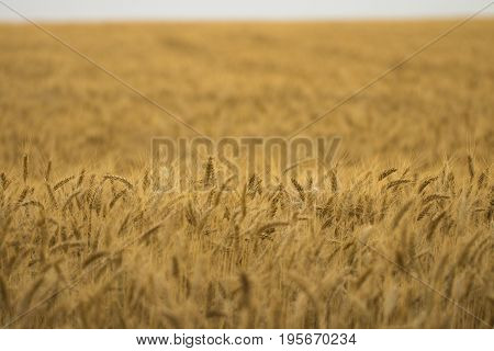 Golden Wheat Field And Sunny Day
