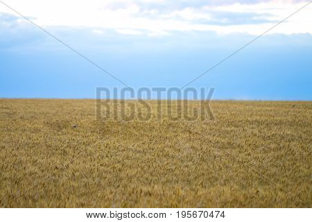 Golden Wheat Field And Sunny Day