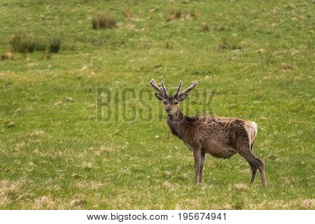 Assynt Peninsula Scotland - June 7 2012: Closeup of one wild Red Deer standing in grassy field. Brown hide with antlers and looking at camera.