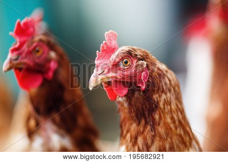 Brown hens in a farm. Chickens in henhouse. Shallow depth of field. Selective focus.
