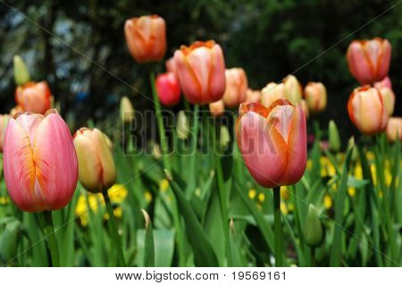 Farverig foråret tulipaner i fuldt flor