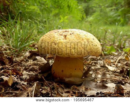 Close up of a Boletus torosus (Brawny Bolete) breaking through the ground on a woodland path