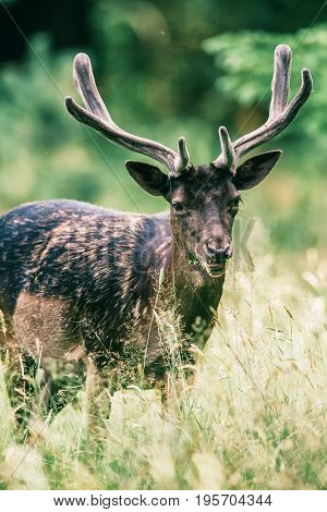 Feeding Fallow Deer Buck With Velvet Antlers In Grass.