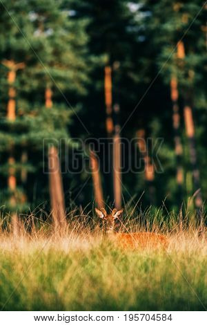 Red Deer With Pedicles In Velvet In Tall Grass Lit By Low Sun.