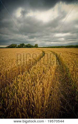 폭풍우 치는 날씨에 wheatfields의 극적인 뷰