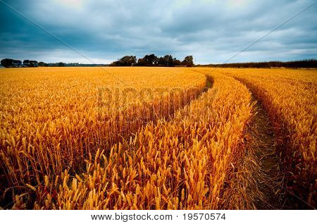 폭풍우 치는 날씨에 wheatfields의 극적인 뷰
