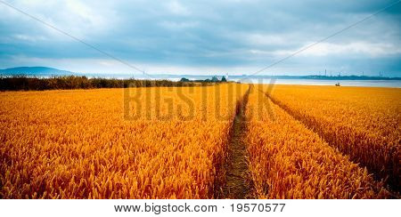 폭풍우 치는 날씨에 wheatfields의 극적인 뷰