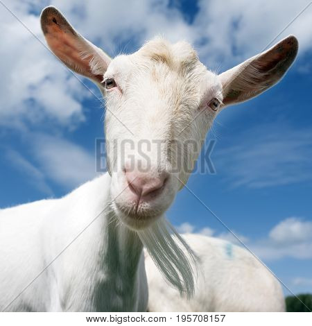 white goat head against blue sky in dutch meadow in the netherlands