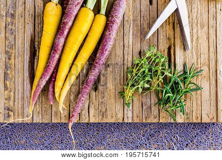 Fresh home grown tri colored carrots on a cutting board with thyme and rosemerry herbs. The carrots are purple and yellow. A pair of herb sissors are also shown.