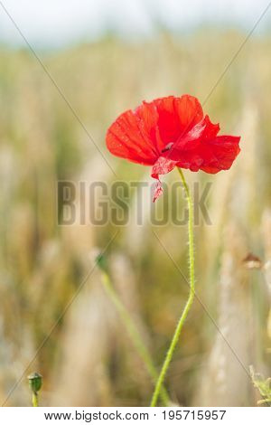 One red poppy flower with defocused background of ripe wheat field. Vertical