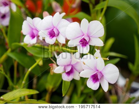 Close-up detail of multiple pale purple orchids arranged in parallel on a stem with leaves in the background. Chanthaburi Thailand. Travel and exotic flowers concept.