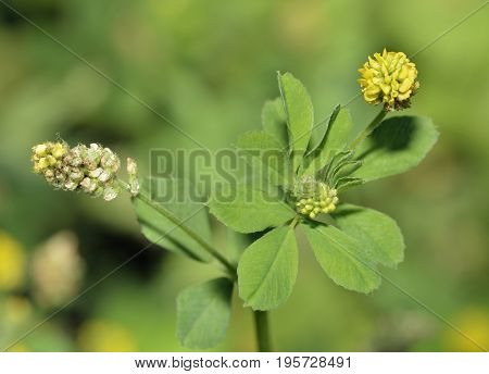 Black Medick