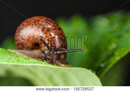 Snail on wet with the dew of the sheet crawling on him
