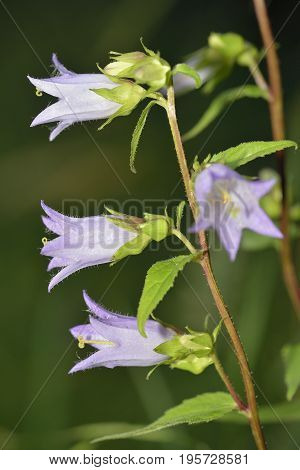 Nettle-leaved Bellflower