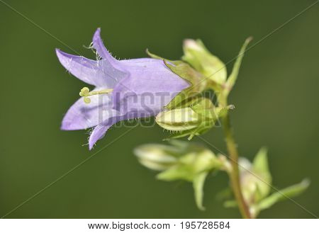 Nettle-leaved Bellflower