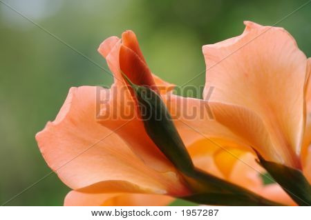Gladiola