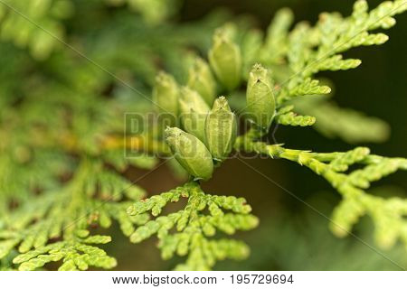 Female cones of a northern white cedar (Thuja occidentalis)