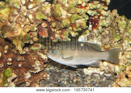 Gray, silver, and pale yellow fish with torquoise blue trimmed eye against a multicolored rocky reef with red, brown, green, gold, and white hues