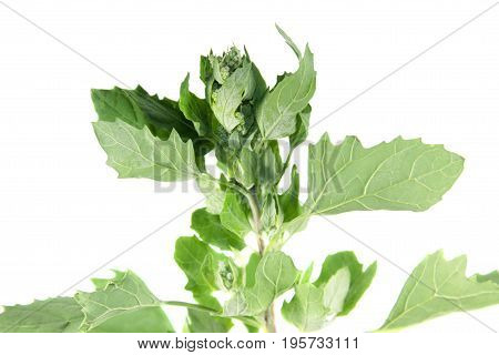 Saltbush or orache isolated on white background. Medicinal plant