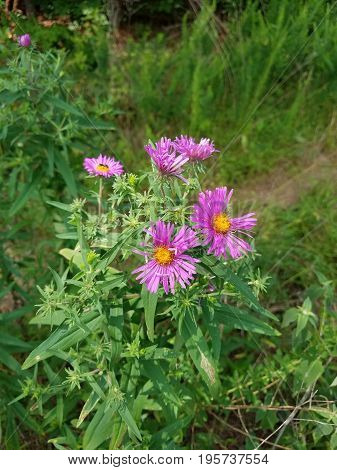 wildflower with several pink flowers blooming and green leaves