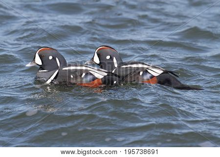 Flock of colorful male Harlequin Duck (histrionicus histrionicus) swimming in the Atlantic Ocean