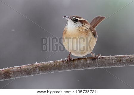 Carolina Wren (Thryothorus ludovicianus) on a perch with snow falling