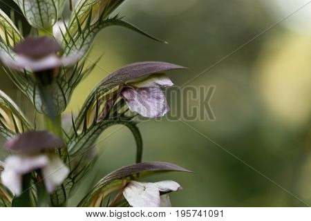 Flower of a bear breeches Acanthus mollis.