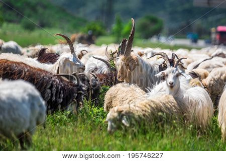 Herd of goats and ships in the mountains of Georgia.