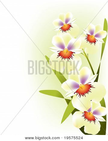 Orchidee bianche
