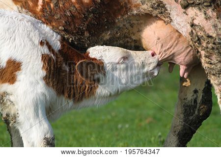 Brown white calf is dairying mother cow