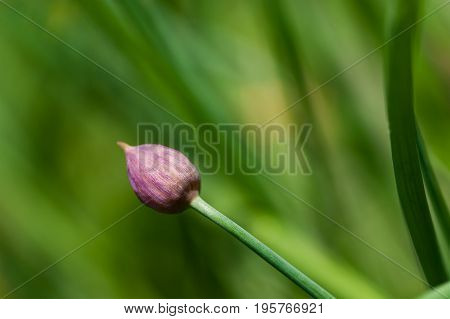 Blooming ornamental chive in the garden / close-up macro