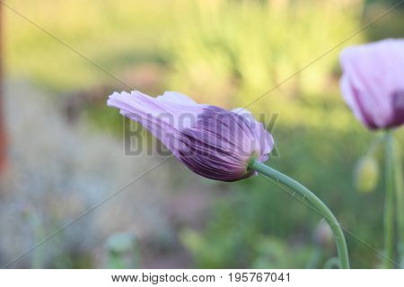 Purple sleepy poppy in summer garden with sun and wind