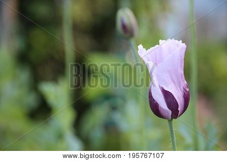 Purple sleepy poppy in summer garden with sun and wind