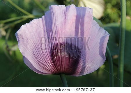 Purple sleepy poppy in summer garden with sun and wind