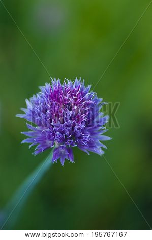 Blooming ornamental chive in the garden / close-up macro